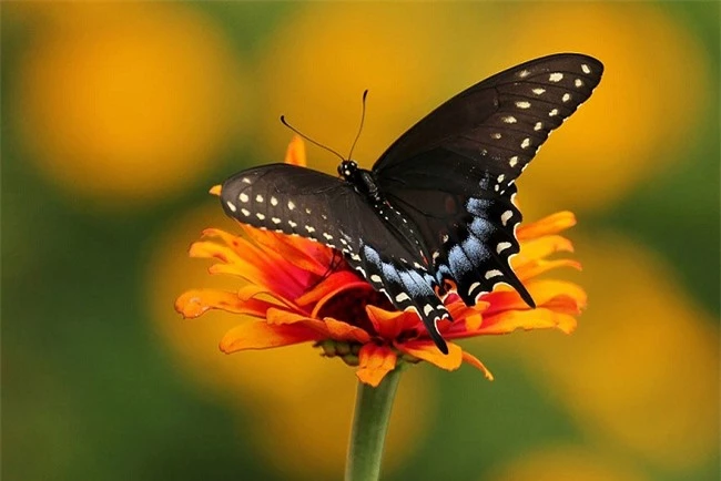 Màn lột xác kinh ngạc của 15 loài bướm - 2