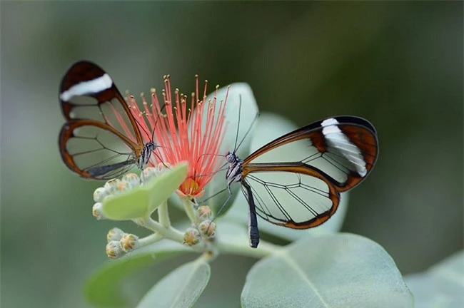 Màn lột xác kinh ngạc của 15 loài bướm - 6