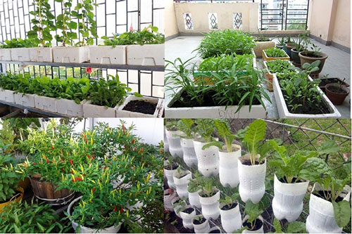 CLIP: Hướng dẫn các bước cơ bản chuẩn bị trồng rau sạch tại nhà