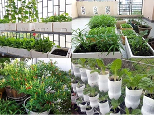 CLIP: Hướng dẫn các bước cơ bản chuẩn bị trồng rau sạch tại nhà