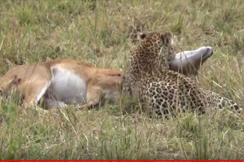 CLIP: Báo hoa mai đoạt mạng linh dương Reedbuck trong "một nốt nhạc"