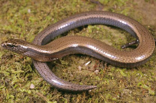 Hi hữu 'sinh vật lạ giống rắn' vừa sinh con vừa đẻ trứng trong một thai kỳ