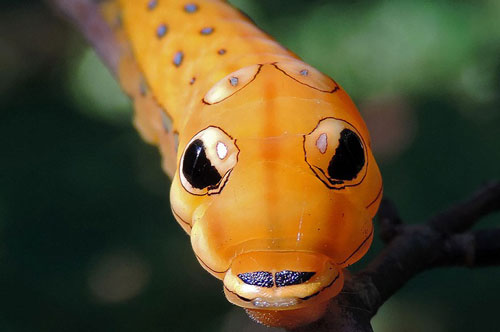 Màn lột xác kinh ngạc của 15 loài bướm