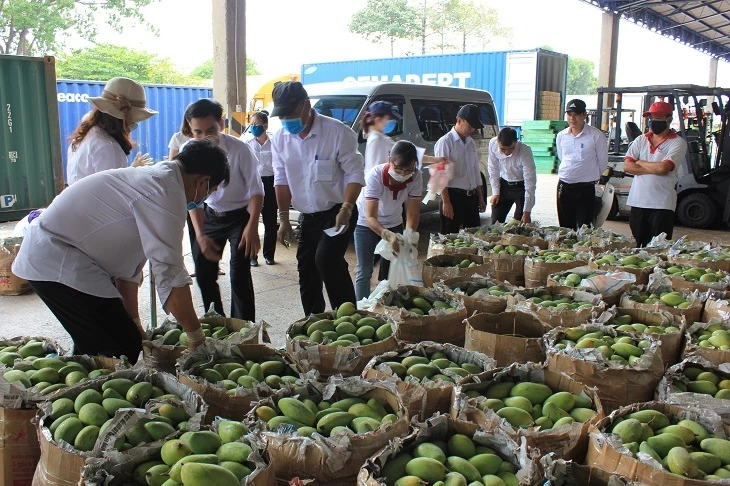 GIá trái cây xuống thấp khiến nông dân và doanh nghiệp gặp khó khăn.