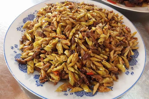 'Độc, lạ' với món nhộng sâu muồng - 'tôm rừng' của Tây Nguyên