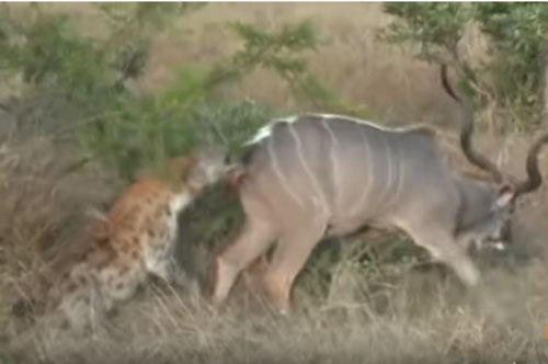 CLIP: Hai con linh cẩu đoạt mạng linh dương vằn Kudu