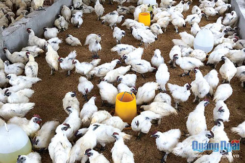 Quảng Ngãi: Thu nhập khá với mô hình nuôi gà ác