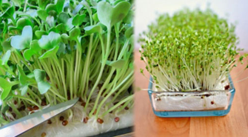 Tự trồng rau mầm không cần đất siêu nhanh siêu sạch, mẹ nào cũng làm được