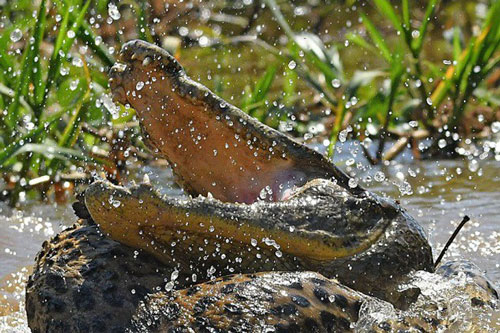 Báo đốm liều mình lao xuống sông tử chiến với cá sấu caiman