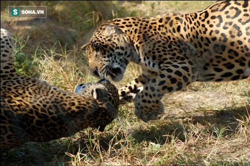 Đang tung đòn chí mạng vào đầu nhau, cặp báo đốm bỗng dừng lại vì khách không mời mà đến
