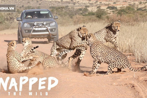 Báo săn cái bị 4 con đực bao vây 'đánh hội đồng'