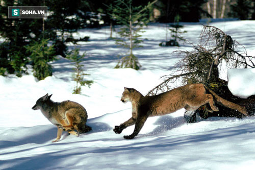 Chó sói điên cuồng tấn công báo sư tử nặng gấp 5 lần: Ưu thế thuộc về kẻ không ai ngờ tới
