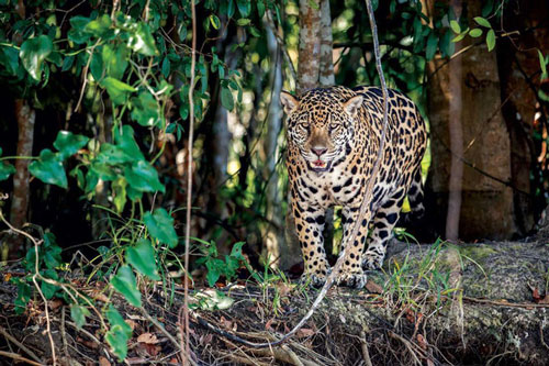 Báo đốm – 'Vị thần tối cao' trong những nền văn minh ở Trung Mỹ