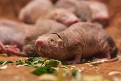 Trên lý thuyết, chuột dũi trụi lông có thể bất tử