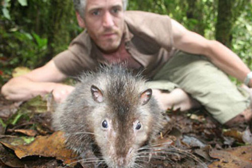 1001 thắc mắc: Loài chuột nào dài nhất thế giới?