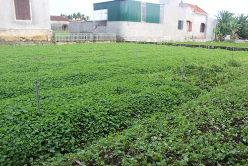 Đưa rau má hoang dại về trồng tại vườn nhà, nông dân Nghệ An thu cả trăm triệu