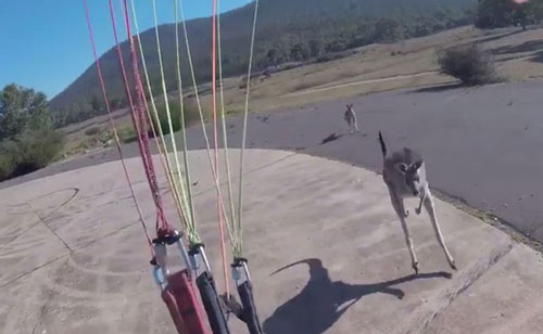 Vừa nhảy dù chạm đất, chàng trai đã sợ "xanh mặt" khi thấy con kangaroo lao đến làm hành động khó ngờ này