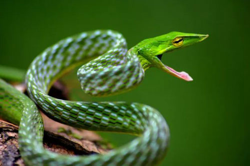 Top 5 điều thú vị về loài rắn, điều cuối sẽ khiến bất cứ ai cũng bị ám ảnh