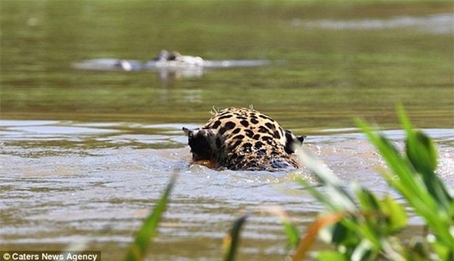 Báo đốm liều mình tử chiến với cá sấu caiman - Ảnh 2.