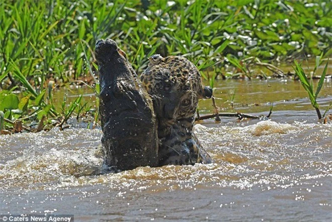 Báo đốm liều mình tử chiến với cá sấu caiman - Ảnh 4.