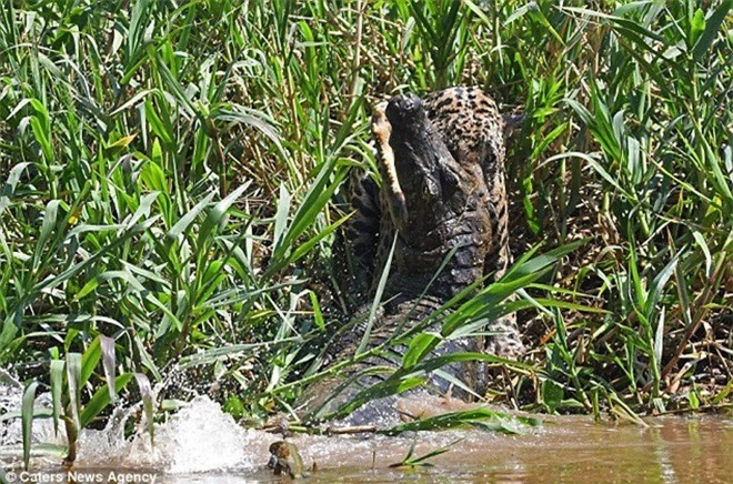 Báo đốm liều mình tử chiến với cá sấu caiman - Ảnh 5.