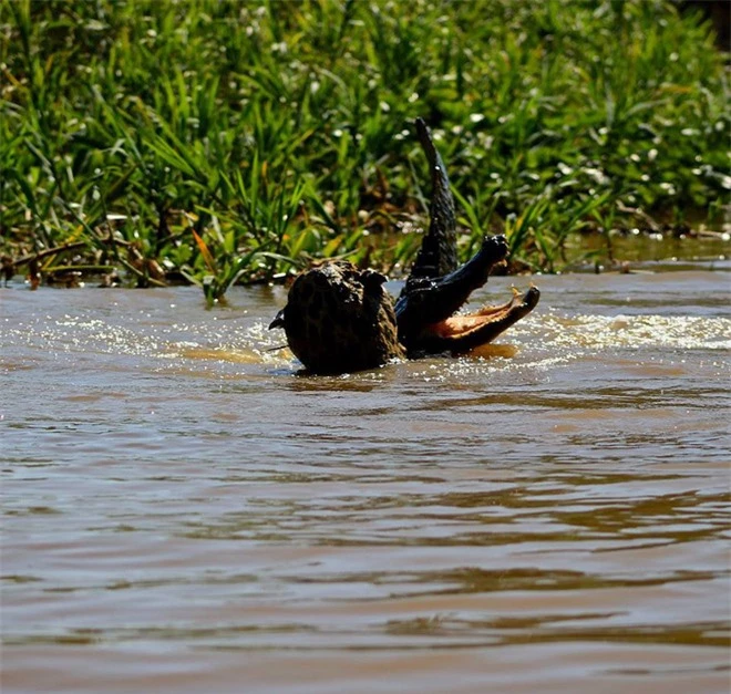 Bị mù một mắt, báo đốm vẫn lao xuống sông tử chiến với cá sấu: Mèo nào cắn mỉu nào? - Ảnh 3.