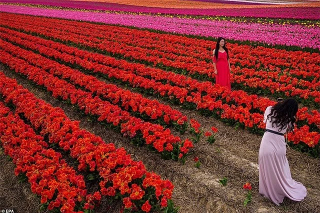 Mãn nhãn với cánh đồng hoa tulip rực rỡ sắc màu - 1