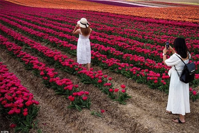 Mãn nhãn với cánh đồng hoa tulip rực rỡ sắc màu - 2