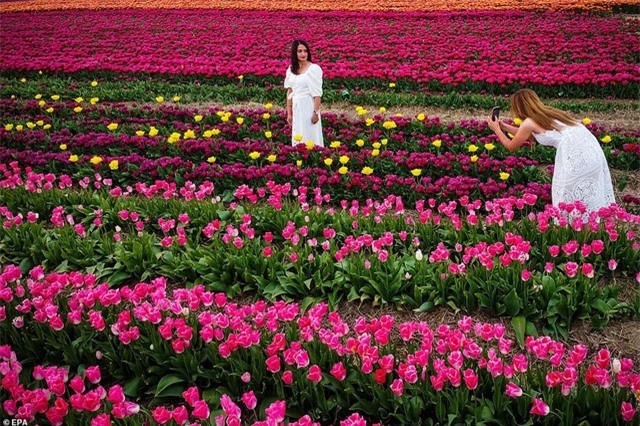 Mãn nhãn với cánh đồng hoa tulip rực rỡ sắc màu - 3