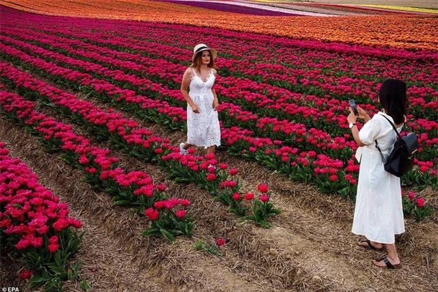 Mãn nhãn với cánh đồng hoa tulip rực rỡ sắc màu - 4