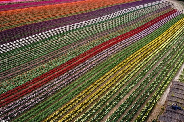 Mãn nhãn với cánh đồng hoa tulip rực rỡ sắc màu - 5