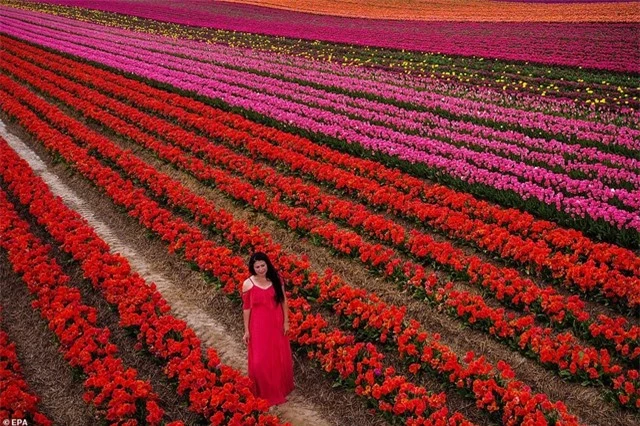 Mãn nhãn với cánh đồng hoa tulip rực rỡ sắc màu - 6