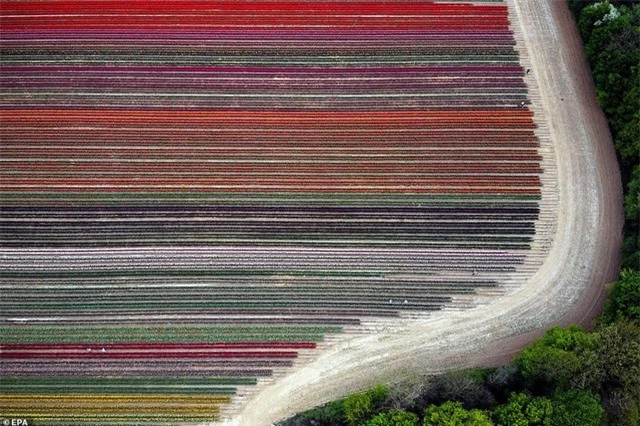 Mãn nhãn với cánh đồng hoa tulip rực rỡ sắc màu - 7