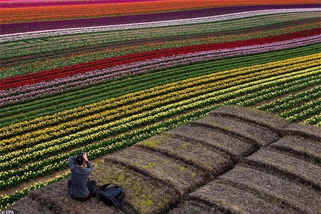 Mãn nhãn với cánh đồng hoa tulip rực rỡ sắc màu - 8