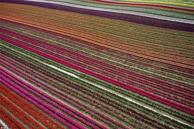 Mãn nhãn với cánh đồng hoa tulip rực rỡ sắc màu - 9