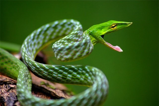 Top 5 điều thú vị về loài rắn, điều cuối sẽ khiến bất cứ ai cũng bị ám ảnh - Ảnh 1.