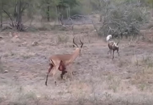 CLIP: Linh dương Impala chết thảm dưới nanh vuốt của đàn chó hoang