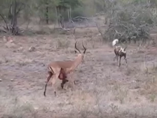 CLIP: Linh dương Impala chết thảm dưới nanh vuốt của đàn chó hoang