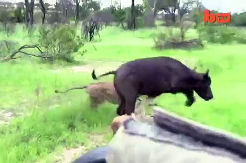 Sư tử ngang nhiên truy sát trâu rừng trước mặt du khách và cái kết cực kỳ bất ngờ