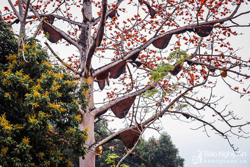 Đẹp ngỡ ngàng cây gạo đỏ rực có gần 30 đàn ong làm tổ ở Nghệ An