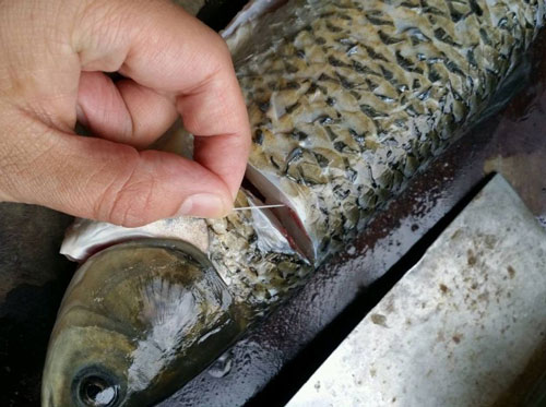 Mổ cá cứ rút sợi dây ở gân, không cần giấm hay rượu cá vẫn ngon ngọt mà không sợ tanh