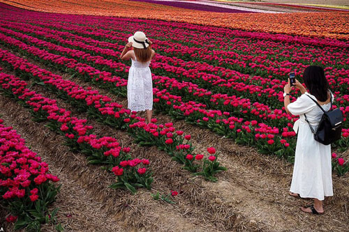 Mãn nhãn với cánh đồng hoa tulip rực rỡ sắc màu