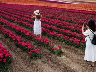 Mãn nhãn với cánh đồng hoa tulip rực rỡ sắc màu