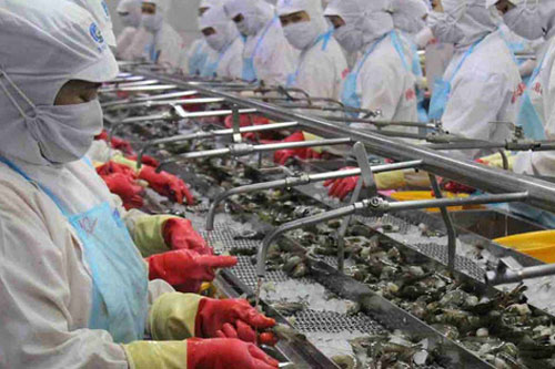 Xuất khẩu tôm vào Mỹ tăng mạnh