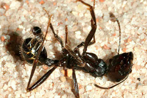 Nhện tí hon tung "chiêu độc" hạ gục kiến khổng lồ