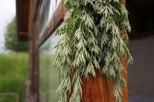 Loại lá treo trước cửa giúp chủ nhà xua đuổi vận đen, đầu tư dễ "bách phát bách trúng"