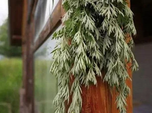 Loại lá treo trước cửa giúp chủ nhà xua đuổi vận đen, đầu tư dễ "bách phát bách trúng"