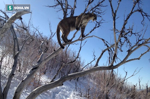 Leo lên cây cao truy sát báo sư tử, chó săn dính đòn đau nhớ đời