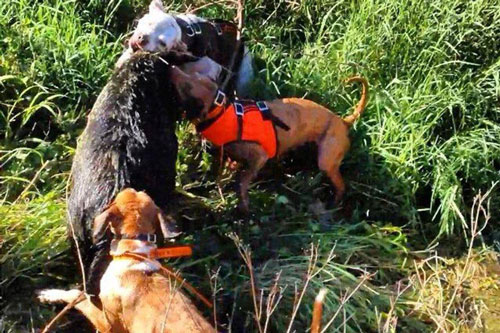 Cuộc chiến đẫm máu giữa lợn rừng và bầy chó săn: Định mệnh khó tránh