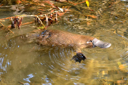 Loài động vật ‘siêu lạ’ này sợ hữu nọc độc cực kỳ đáng sợ: Không đủ sức giết người nhưng khiến nạn nhân như bị tra tấn